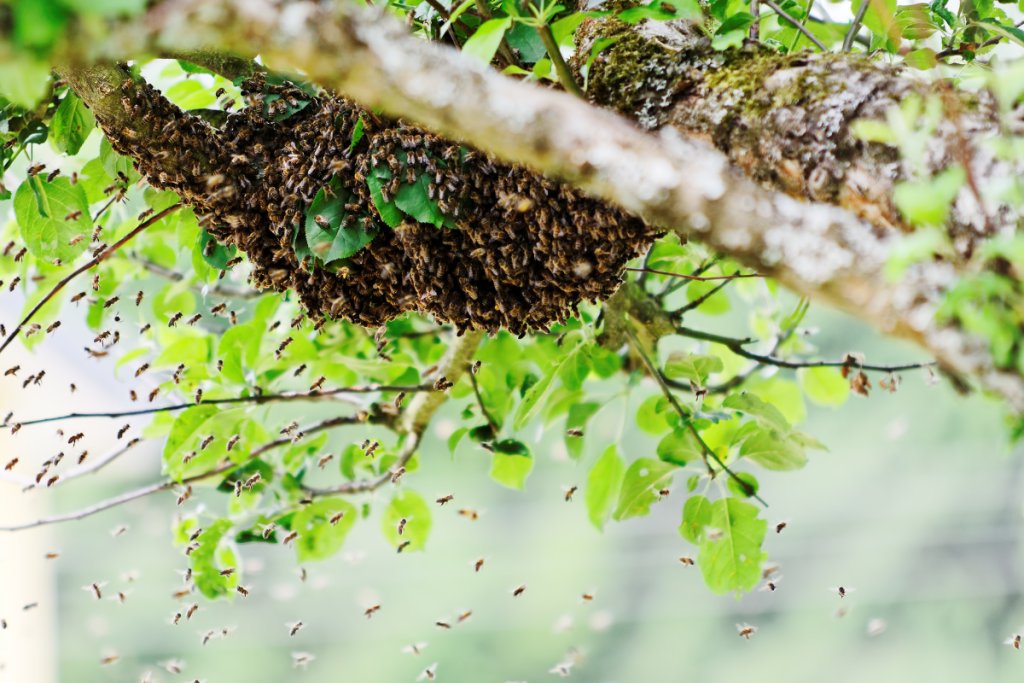 La ética de la colmena: Un camino vegano hacia el equilibrio ecológico